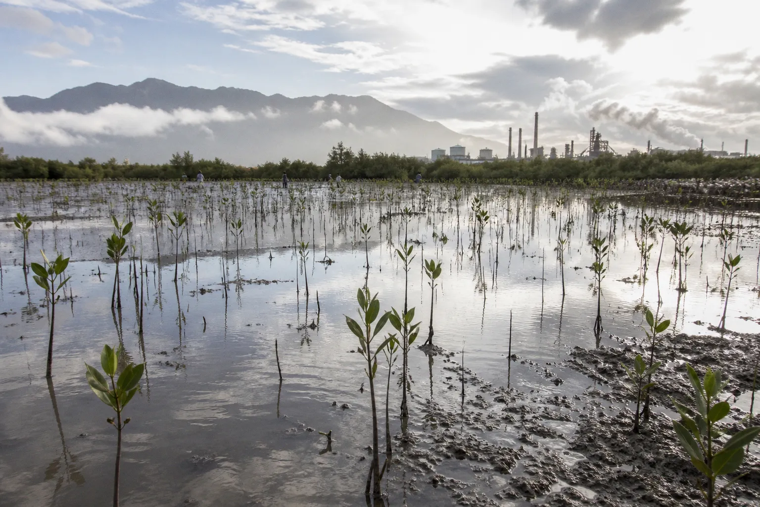 Integrating Biodiversity and Land Restoration into Climate Loss and Damage Policy