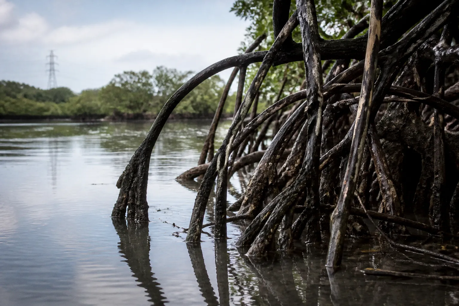 Mangrove carbon credits: real climate solution or hype?
