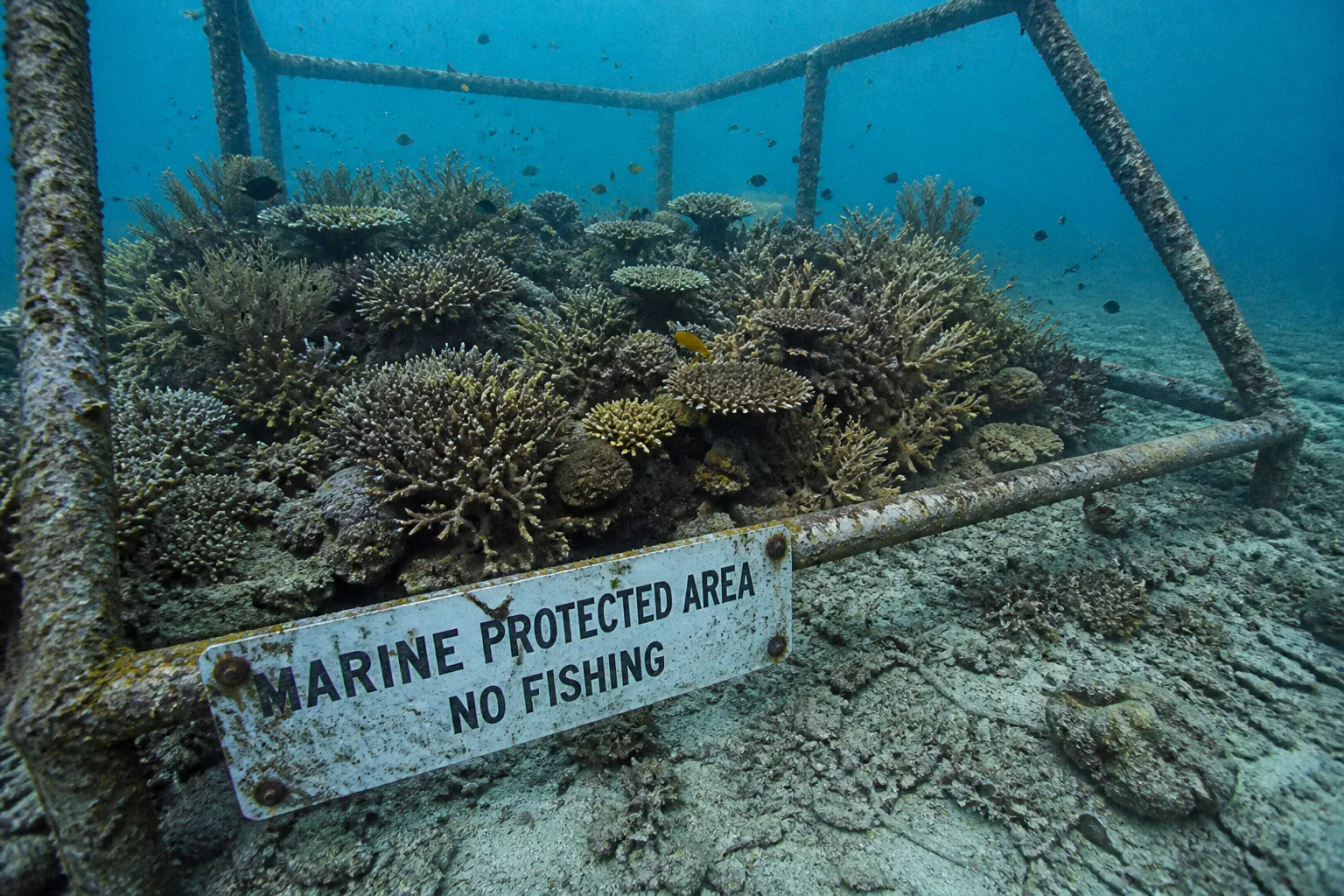 Marine protected areas: do they actually save wildlife?