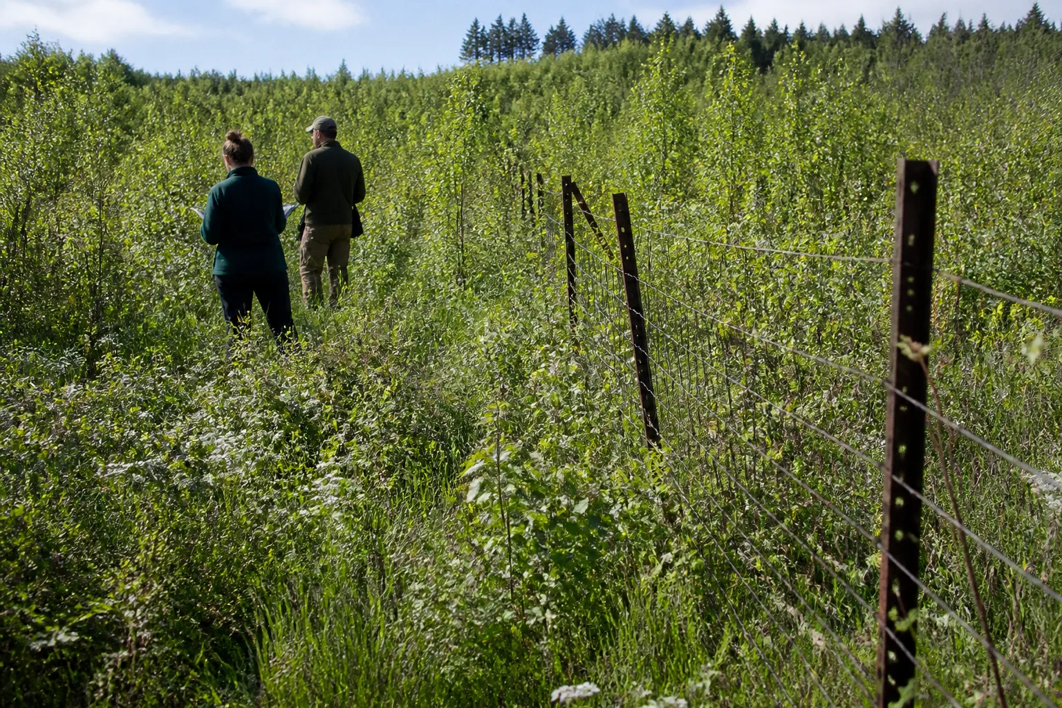 Passive rewilding vs active habitat management