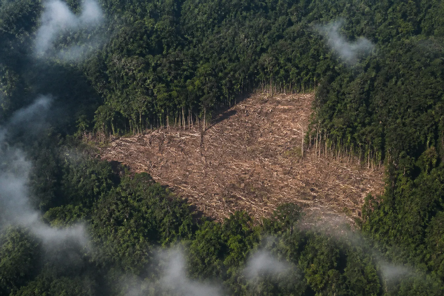 Radar satellite deforestation tracking: the new standard
